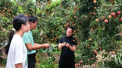 【党建领航助振兴·青春聚力启“荔”程】千年潭头荔香浓,6.20日开园日邀您共赴甜蜜之约!